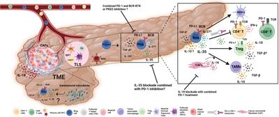 Frontiers Pancreatic Cancer Emerging Field Of Regulatory B Cell